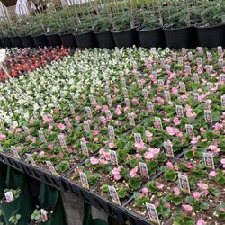 Morning Glory Hill Greenhouse