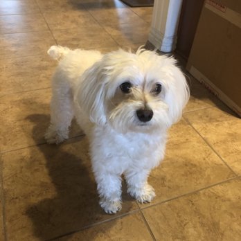 Gully Animal Hospital - Veterinarians Near Me - Arlington, Texas Gully Animal Hospital - Veterinarians Near Me - Arlington, Texas