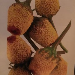The flower that nobody knew the name of and was annoyed I asked.  Sorry for being a customer.