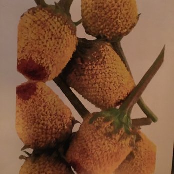 The Refinery - The flower that nobody knew the name of and was annoyed I asked.  Sorry for being a customer. - Lounges Near Me - Denver, Colorado