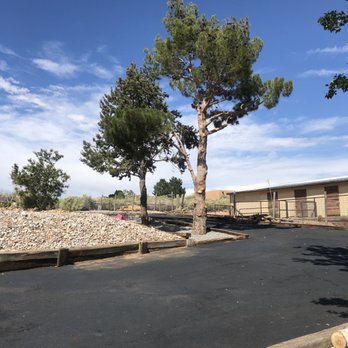 Blossom Trees - Huge pine trees that were covered in pine cones and dead wood. - Tree Services Near Me