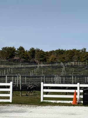Truro Vineyards by null