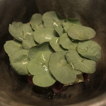 Aquavit - Venison - Scandinavian Near Me - New York, New York