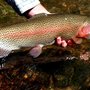 Photo of The Flyfisher Guide Service