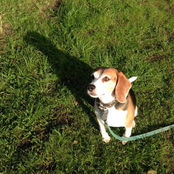 Wild Side Dog Walking - Dog Walkers Near Me Wild Side Dog Walking - Dog Walkers Near Me