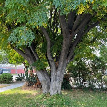 Ortega's Jr Tree Service - Front tree - Tree Services Near Me - Riverside , California