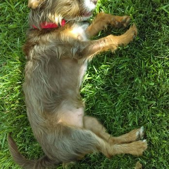 Canoga Pet Resort - Pet Groomers Near Me - Canoga Park, California