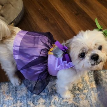 Pet Supplies Plus Seneca - This is my 10 yr old girl, Bunny. She's ready for trick or treat, thanks to Pet Supplies Plus and their curb-side pick-up. - Pet Groomers Near Me - Seneca, South Carolina