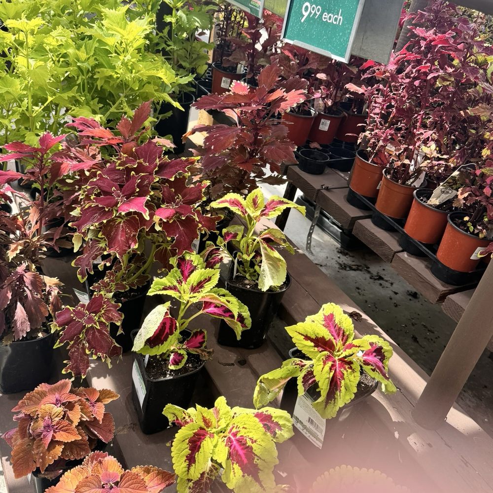 Armstrong Garden Centers - Coleus - Nurseries & Gardening Near Me - Pasadena, California Armstrong Garden Centers - Coleus - Nurseries & Gardening Near Me - Pasadena, California