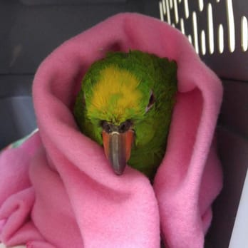 midwest bird & exotic animal hospital