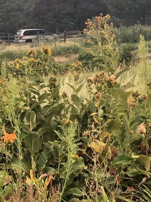 Reno Food Systems by null