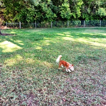Saugstad Off Leash Dog Park - Cora running around - Dog Parks Near Me - Roseville, California Saugstad Off Leash Dog Park - Cora running around - Dog Parks Near Me - Roseville, California