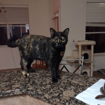 Hoof, Paw, and Claw Petsitting - Little calico - Pet Sitting Near Me Hoof, Paw, and Claw Petsitting - Little calico - Pet Sitting Near Me