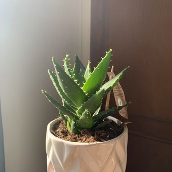 Brookside Garden Center & Florist - Aloe Succulent with geometric pot for $11 - Florists Near Me - Bloomfield, New Jersey