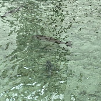 MOOR - Florida fish. - Seafood Near Me - Kissimmee, Florida MOOR - Florida fish. - Seafood Near Me - Kissimmee, Florida