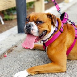 DogFit23 - Dog Runs @DogFit23