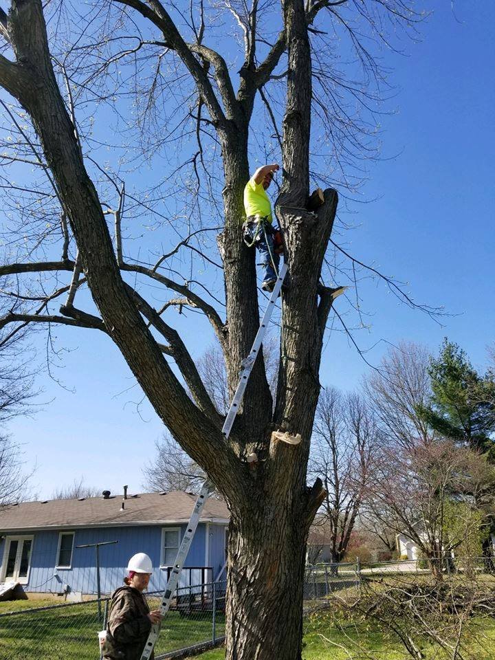 C & C Tree Services - tree service in Springfield, MO
