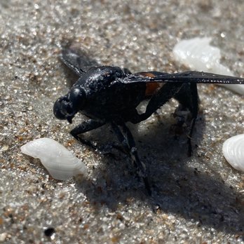 Anastasia State Park - Parks Near Me - Saint Augustine, Florida