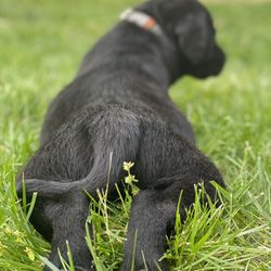 Noahtuk Ridge Retrievers - Absolutely gorgeous puppies!!!!