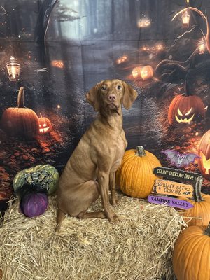 City Bark Miami by null