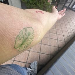 Monstera leaf