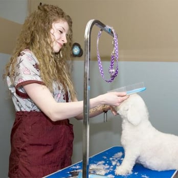 Spa 4 Paws - Pet Groomers Near Me - Calgary, Alberta Spa 4 Paws - Pet Groomers Near Me - Calgary, Alberta