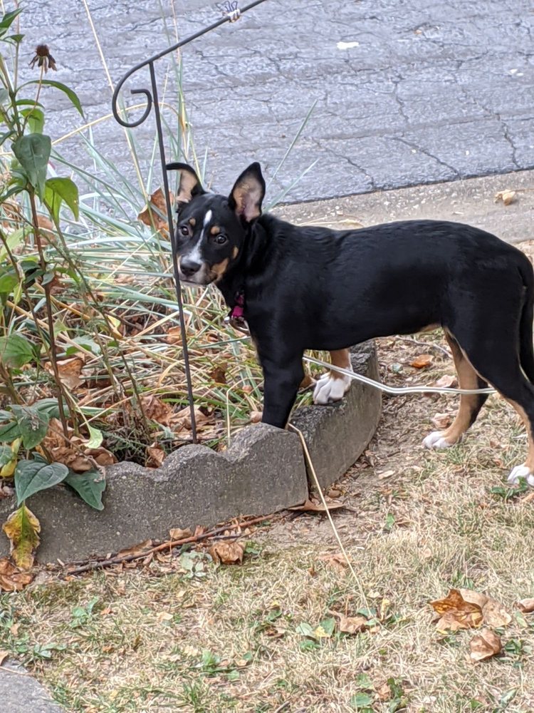 GLASGO MEMORIAL VETERINARY HOSPITAL Updated August 2024 13 Photos