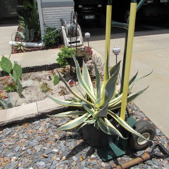 The Yard Stop - The Agave Americana Variegated that we bought at The Yard Stop for our front yard. - Landscaping Near Me - Ocala, Florida