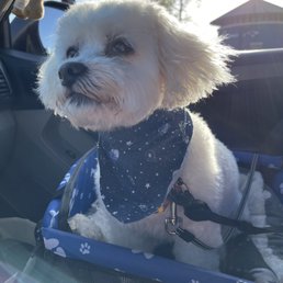 My second rescue after her grooming appointment with Cecelia!