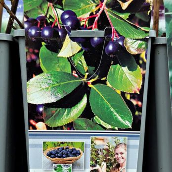 Sonderpreis Baumarkt - Leckeres Obst (02/2024) - Building Supplies Near Me - Zellingen, BY