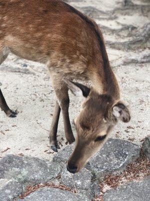 Momijidani Park by null