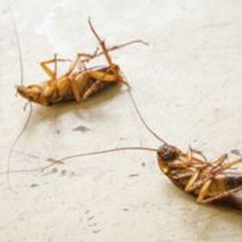 Canady's Termite & Pest Control - Pest Control Near Me - Lumber Bridge, North Carolina Canady's Termite & Pest Control - Pest Control Near Me - Lumber Bridge, North Carolina