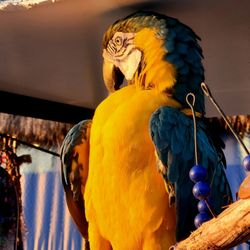 Nauti Parrot Tiki Hut