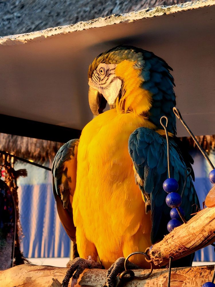 Nauti Parrot Tiki Hut Logo