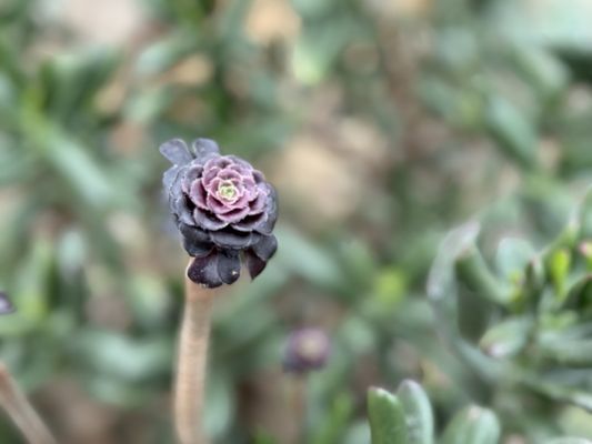 Muttart Conservatory by null