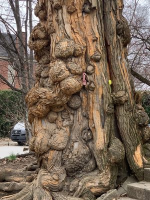 The Witches' Tree by null