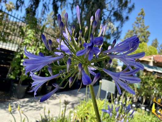 Armstrong Garden Centers 50 Photos 61 Reviews Nurseries Gardening 9939 Carmel Mountain Road San Diego Ca United States Phone Number Yelp