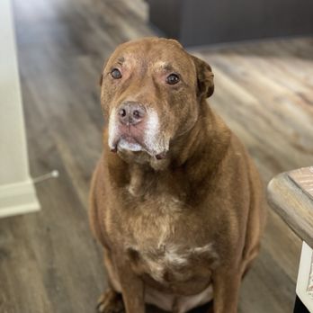 Pet Loss At Home - Home Euthanasia Vets - Shadow - Veterinarians Near Me Pet Loss At Home - Home Euthanasia Vets - Shadow - Veterinarians Near Me