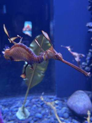 Ripley's Aquarium of Myrtle Beach by null