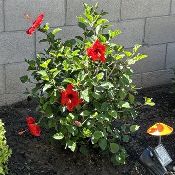 Armstrong Garden Centers - Our blooming hibiscus! - Nurseries & Gardening Near Me - La Cañada Flintridge, California Armstrong Garden Centers - Our blooming hibiscus! - Nurseries & Gardening Near Me - La Cañada Flintridge, California