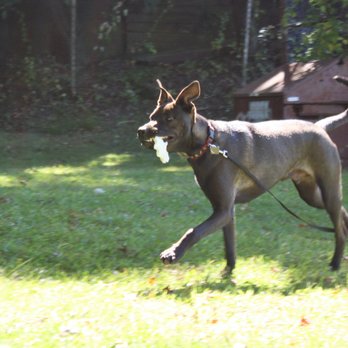 Beyond Obedience Dog Training - Charlie at 9/17 Hound & Seek - Pet Training Near Me Beyond Obedience Dog Training - Charlie at 9/17 Hound & Seek - Pet Training Near Me