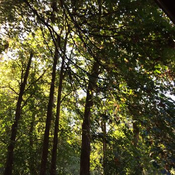 Bellweather Tree Service - Cottonwood - Tree Services Near Me - Monroe, Washington Bellweather Tree Service - Cottonwood - Tree Services Near Me - Monroe, Washington