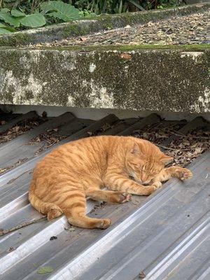 Houtong Cat Village by null
