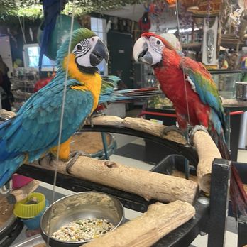 Birds N Paradise - Bird Shops Near Me - Menifee, California