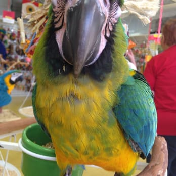 Omar's Exotic Birds - Millie the Milligold. - Pet Stores Near Me - Brea, California
