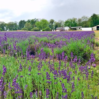 Laveanne Lavender Fields - Venues & Event Spaces Near Me - Campbellcroft, Ontario