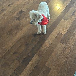 Fitz the goldendoodle Fitz the goldendoodle