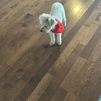 Seattle Canine Club - Fitz the goldendoodle - Pet Groomers Near Me - Seattle, Washington Seattle Canine Club - Fitz the goldendoodle - Pet Groomers Near Me - Seattle, Washington