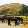 Photo of Ben Lomond Horse Treks