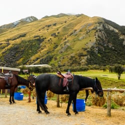 Ben Lomond Horse Treks - Horses getting ready !